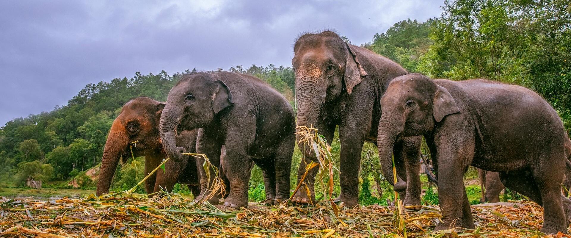 Chiang Mai Elephants New